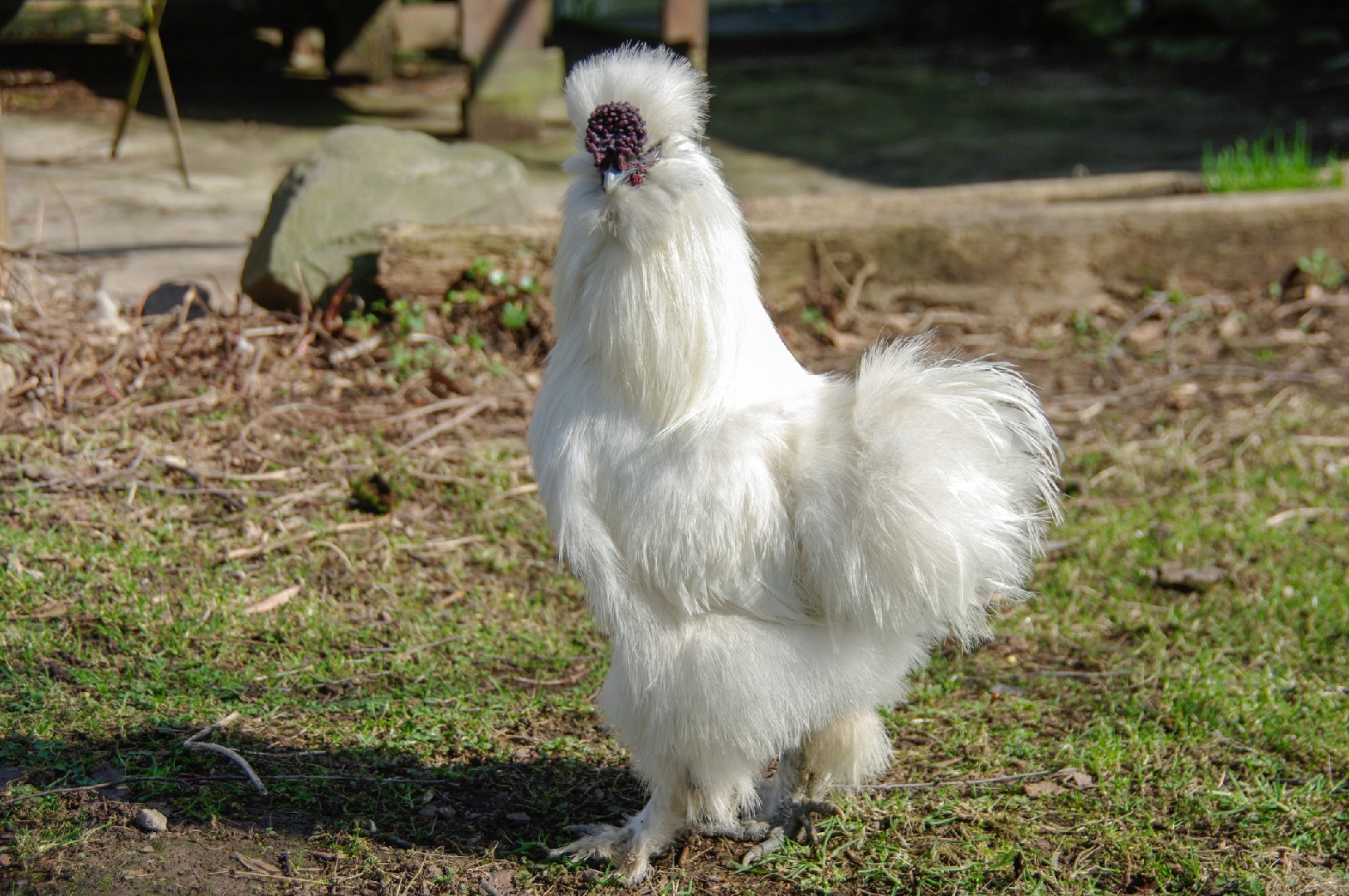 Gallus gallus domesticus 'Silky fowl' (Gallus gallus domesticus 'Silky fowl')