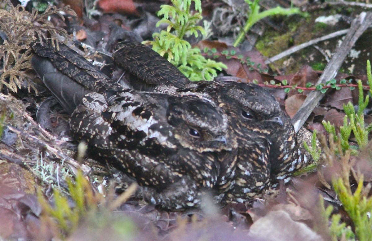 Сатанинский южноазиатский козодой (Eurostopodus diabolicus)