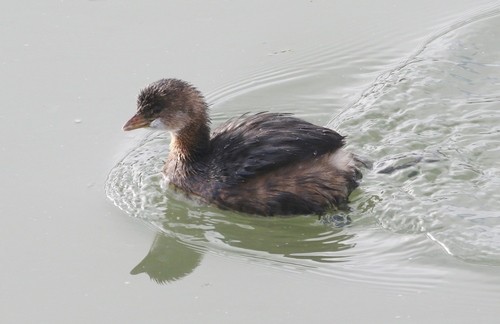 オビハシカイツブリ (Podilymbus podiceps)