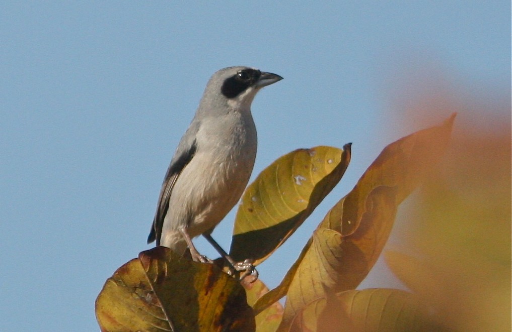 Witbandtangare (Neothraupis fasciata)