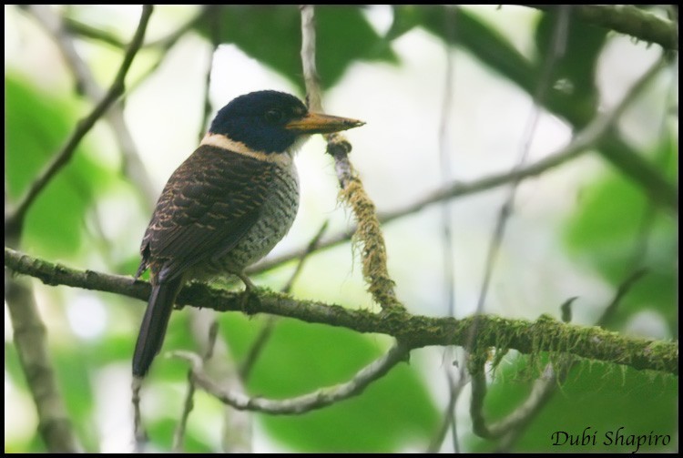 Scaly-breasted Kingfisher (Actenoides princeps)