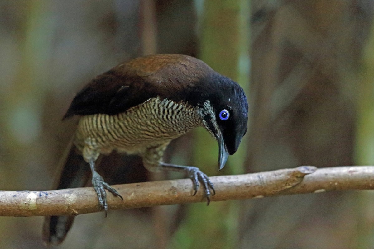 Parotia sefilata (Parotia sefilata)