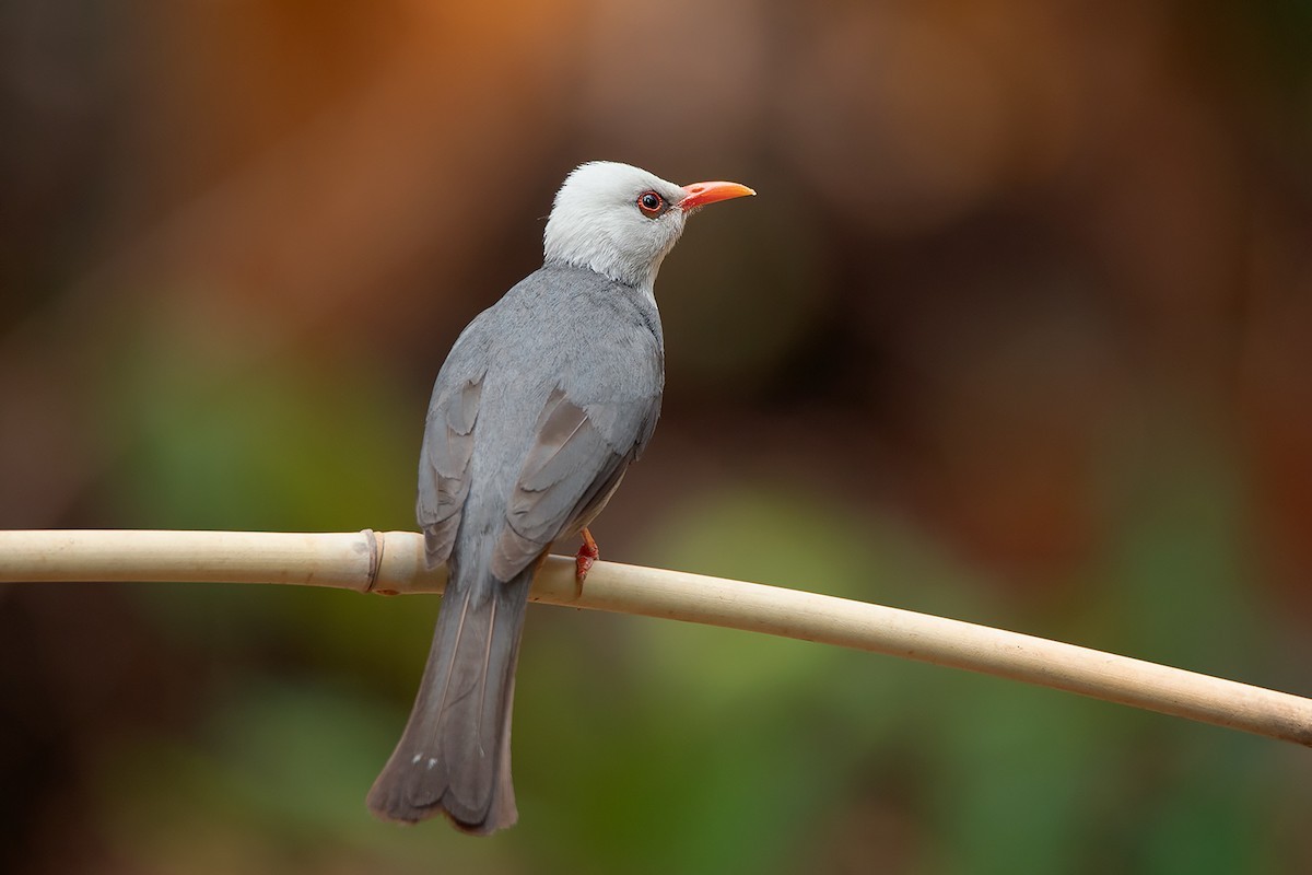 Cerasophila (Cerasophila)