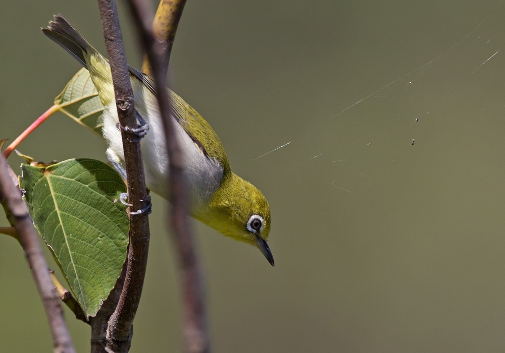 Lowland White-eye (Zosterops meyeni)