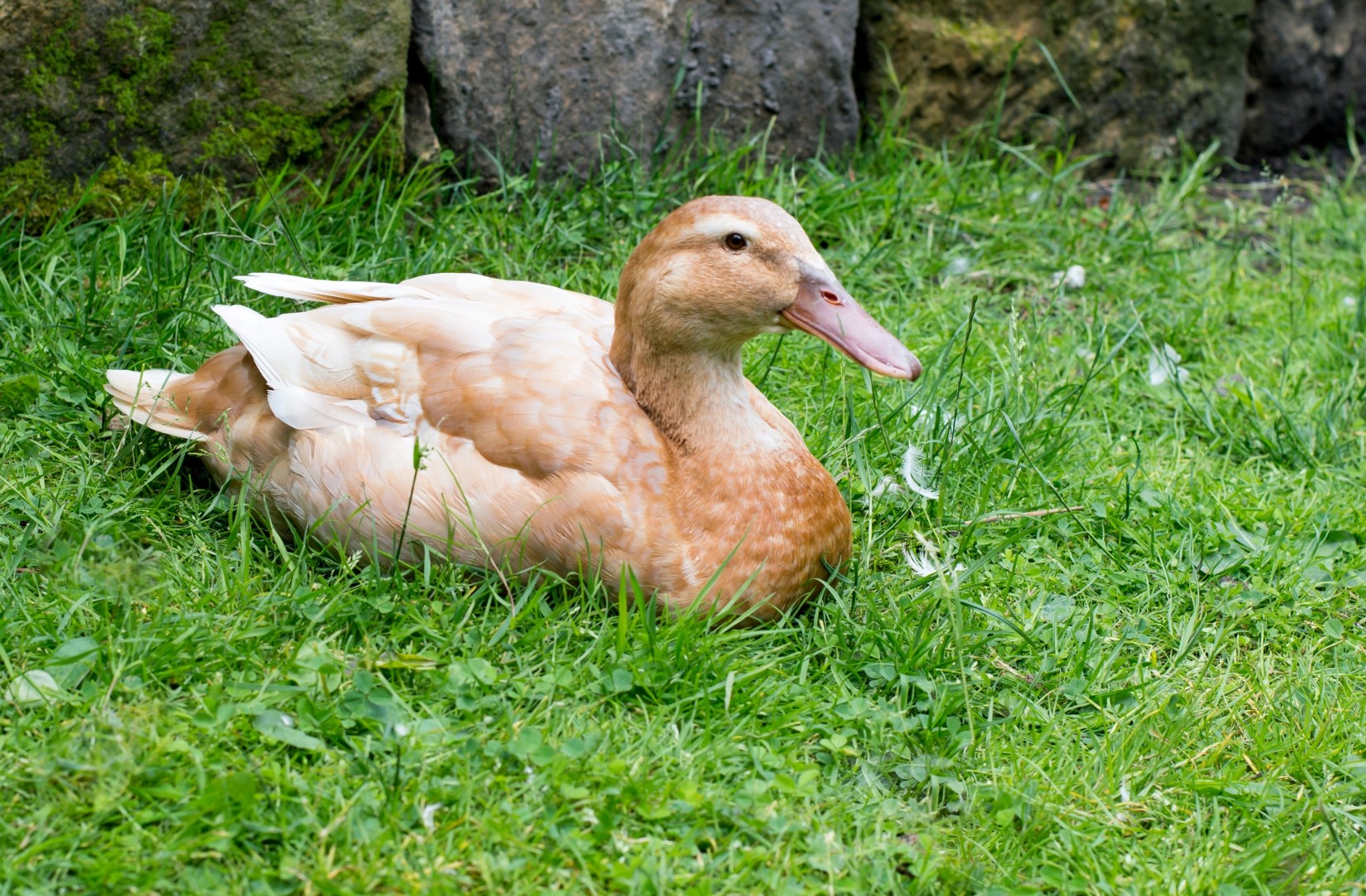 Orpington Duck (Anas platyrhynchos domesticus 'Orpington')