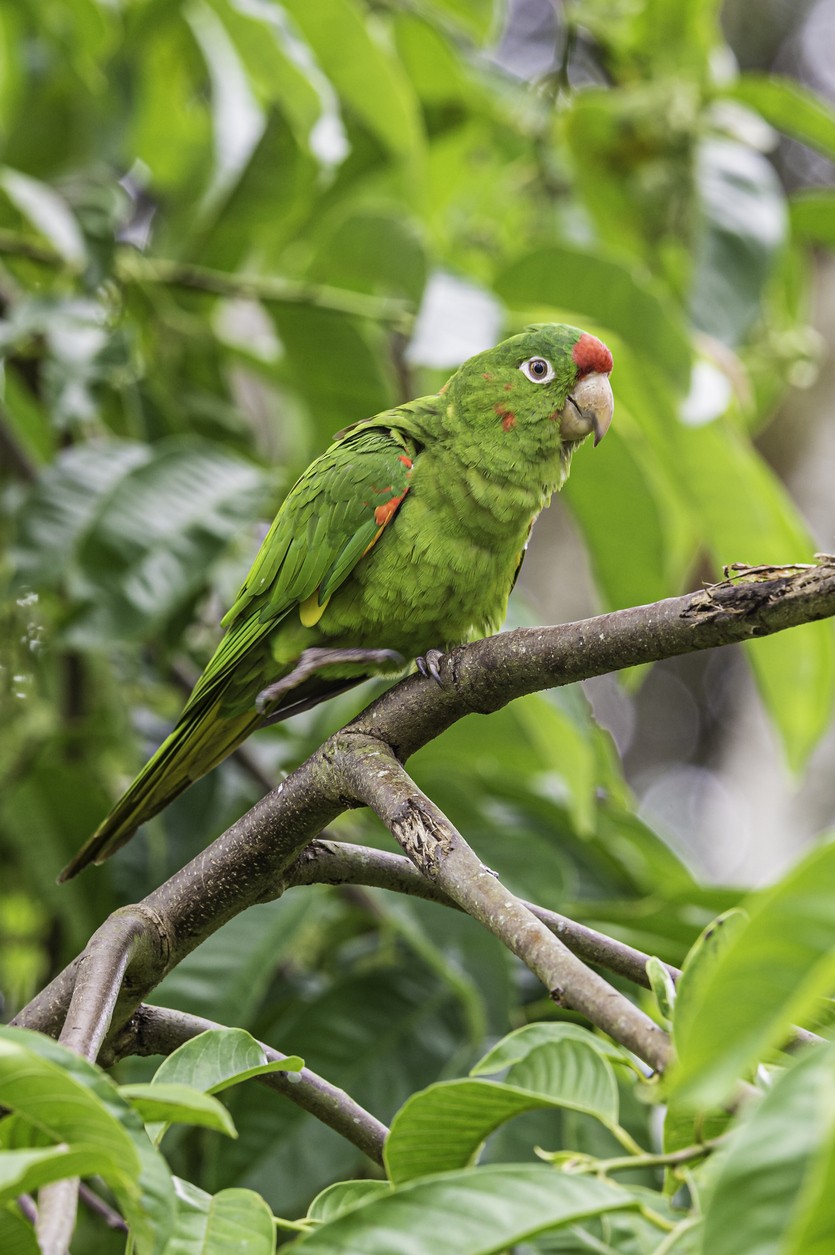 Parrocchetto frontecremisi (Psittacara finschi)