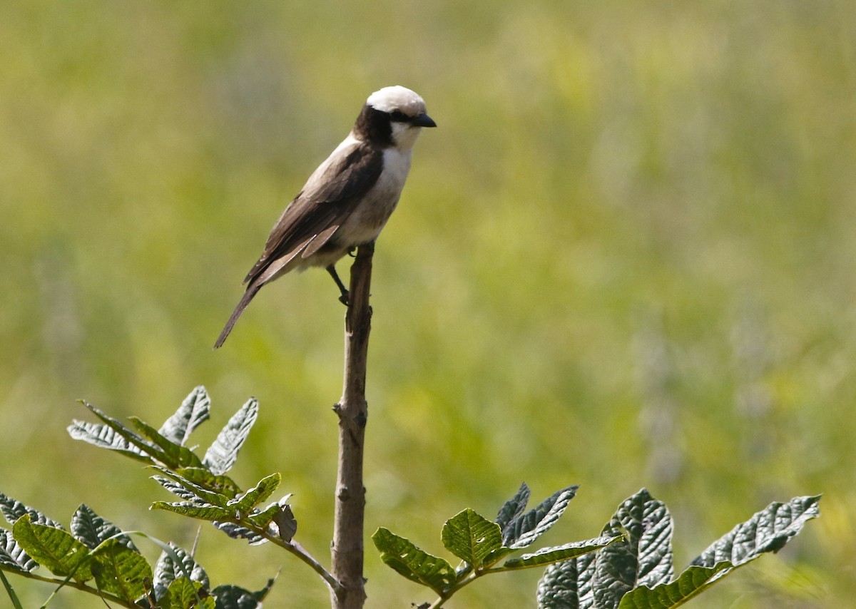 白腰林鵙 (Eurocephalus ruppelli)