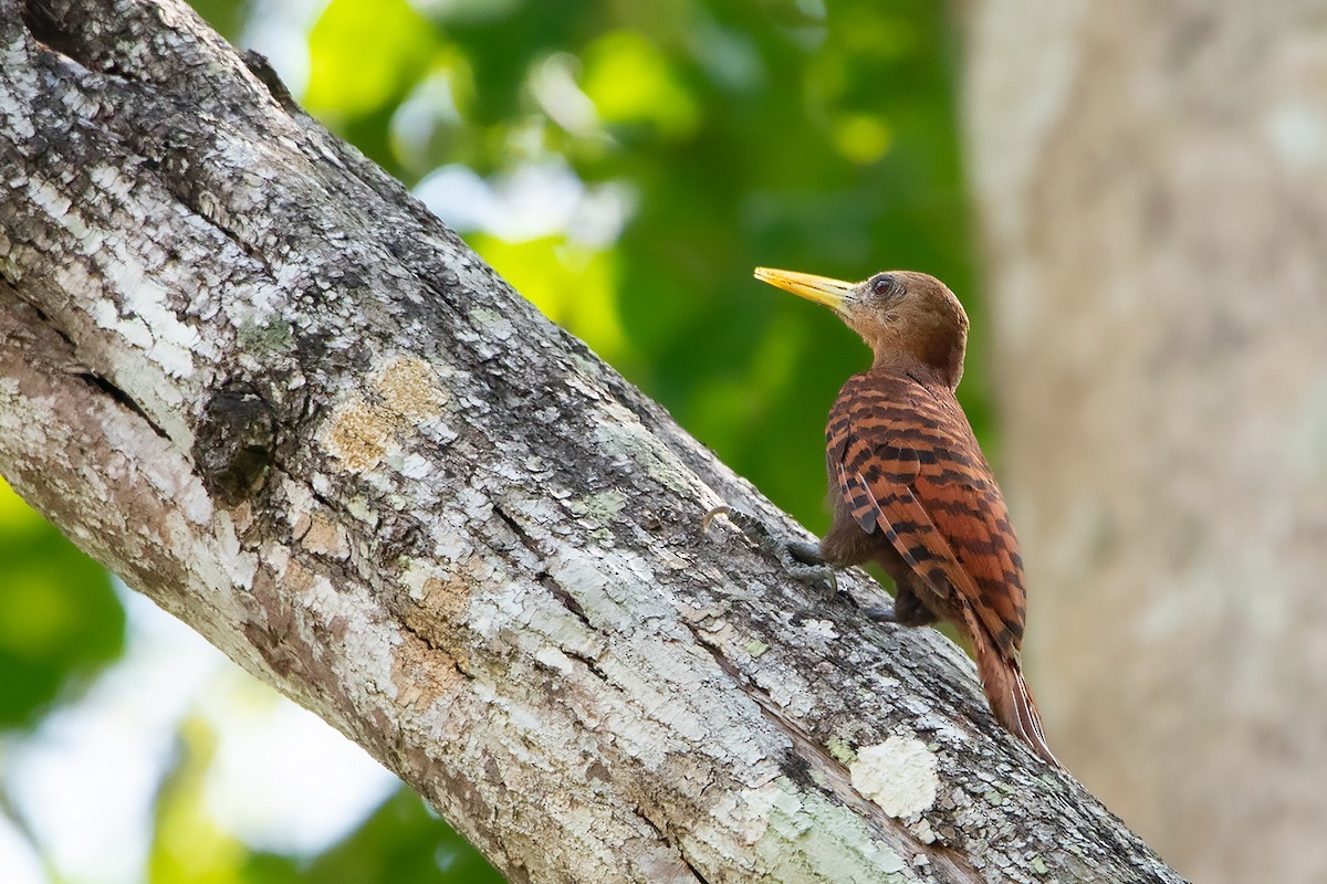 Blythipicus (Blythipicus)