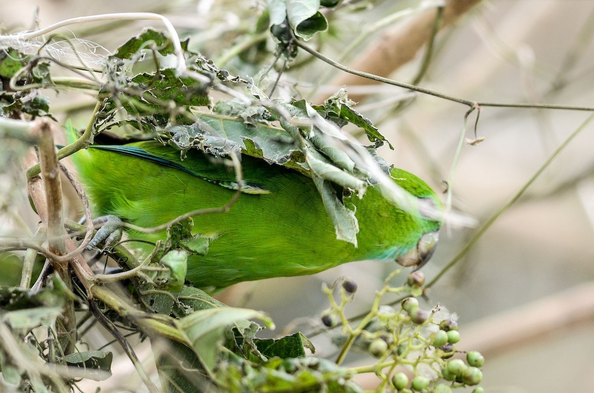 Bolbopsittacus (Bolbopsittacus)