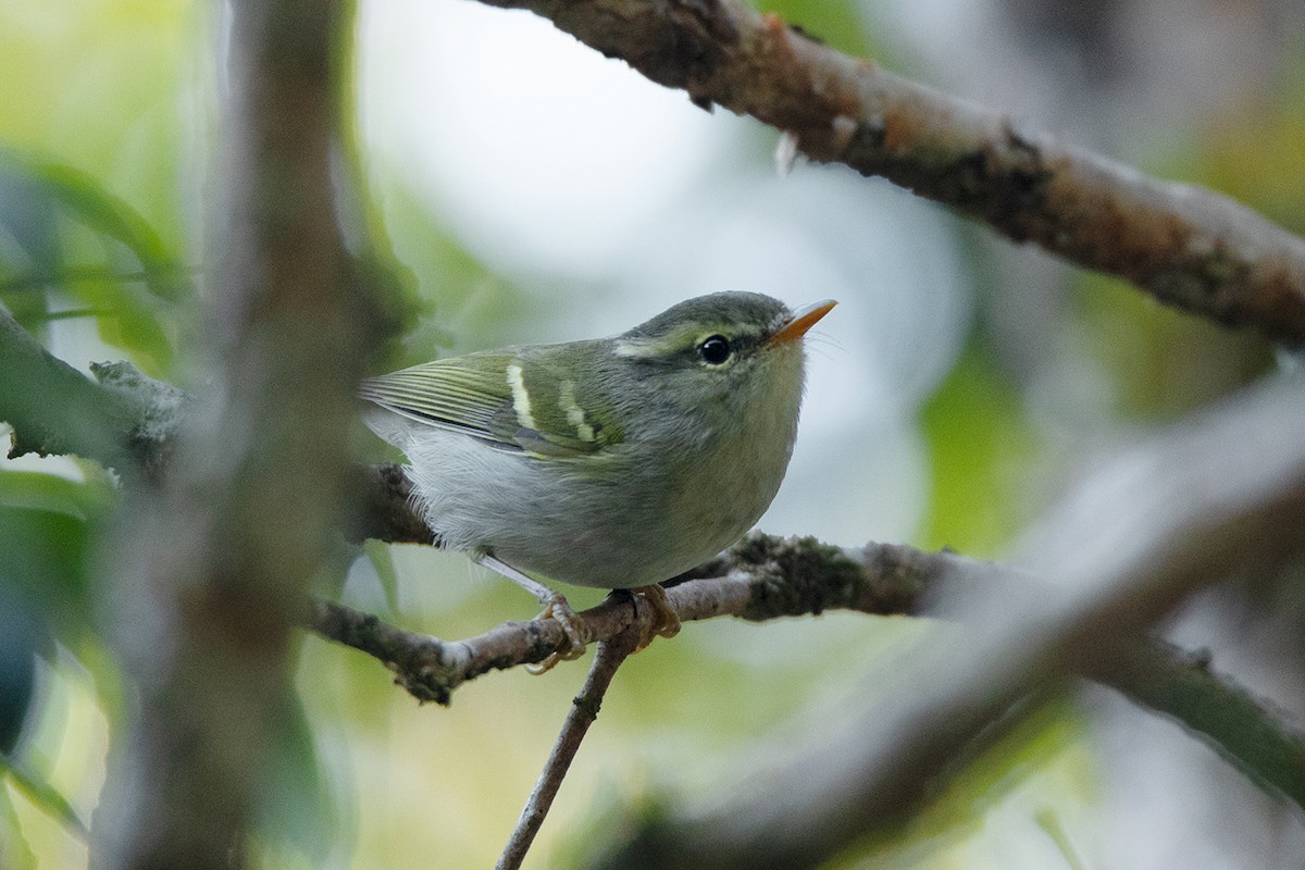 Harterts Boszanger (Phylloscopus goodsoni)