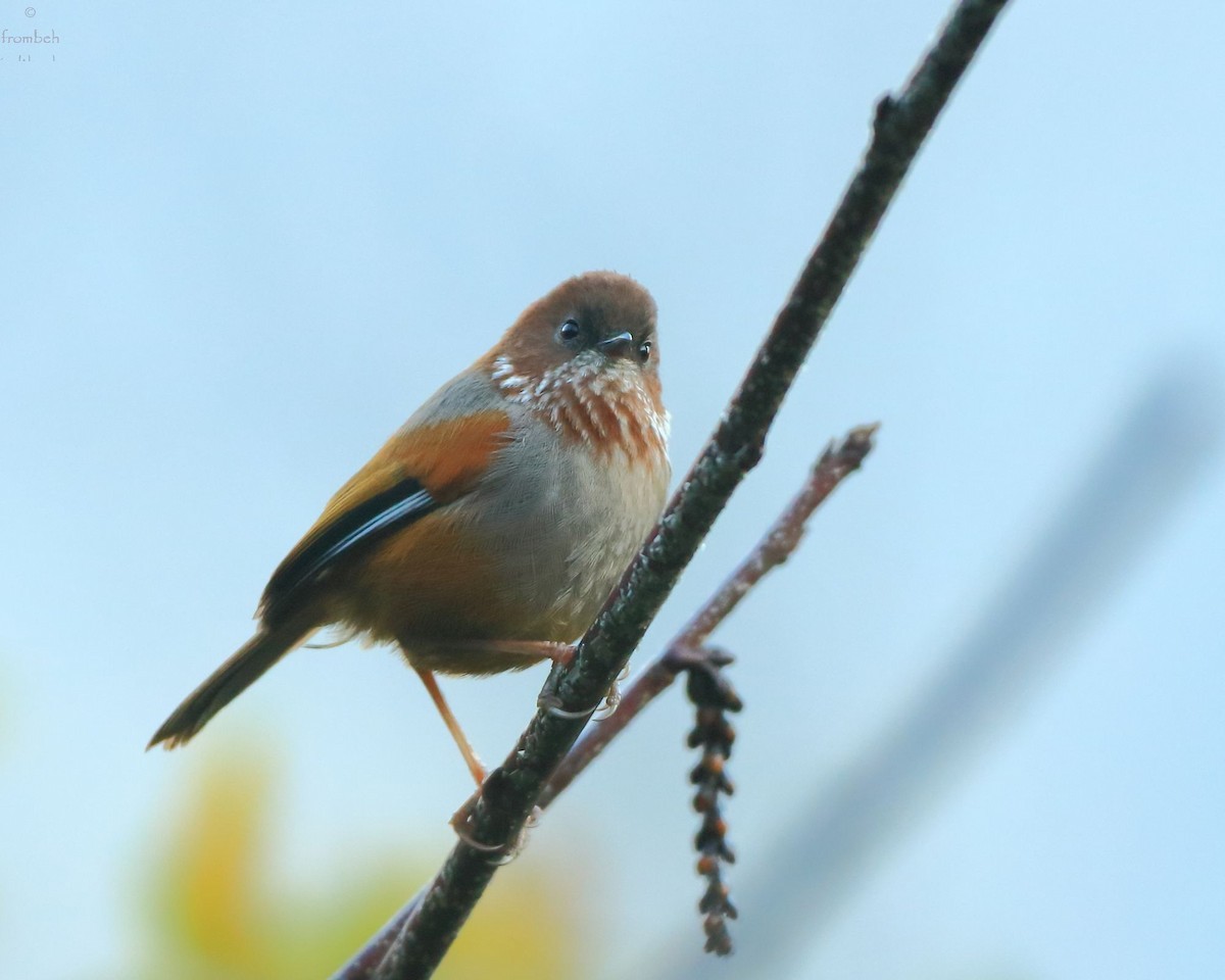 Fulveta de Ludlow (Fulvetta ludlowi)