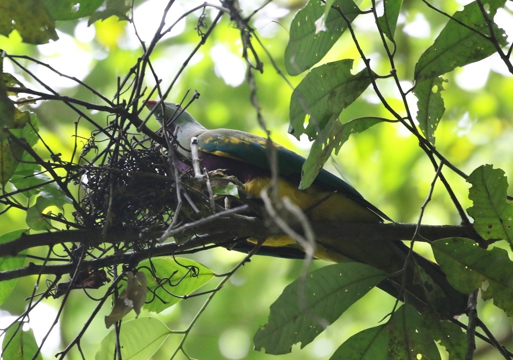 Fruit-doves (Ptilinopus)
