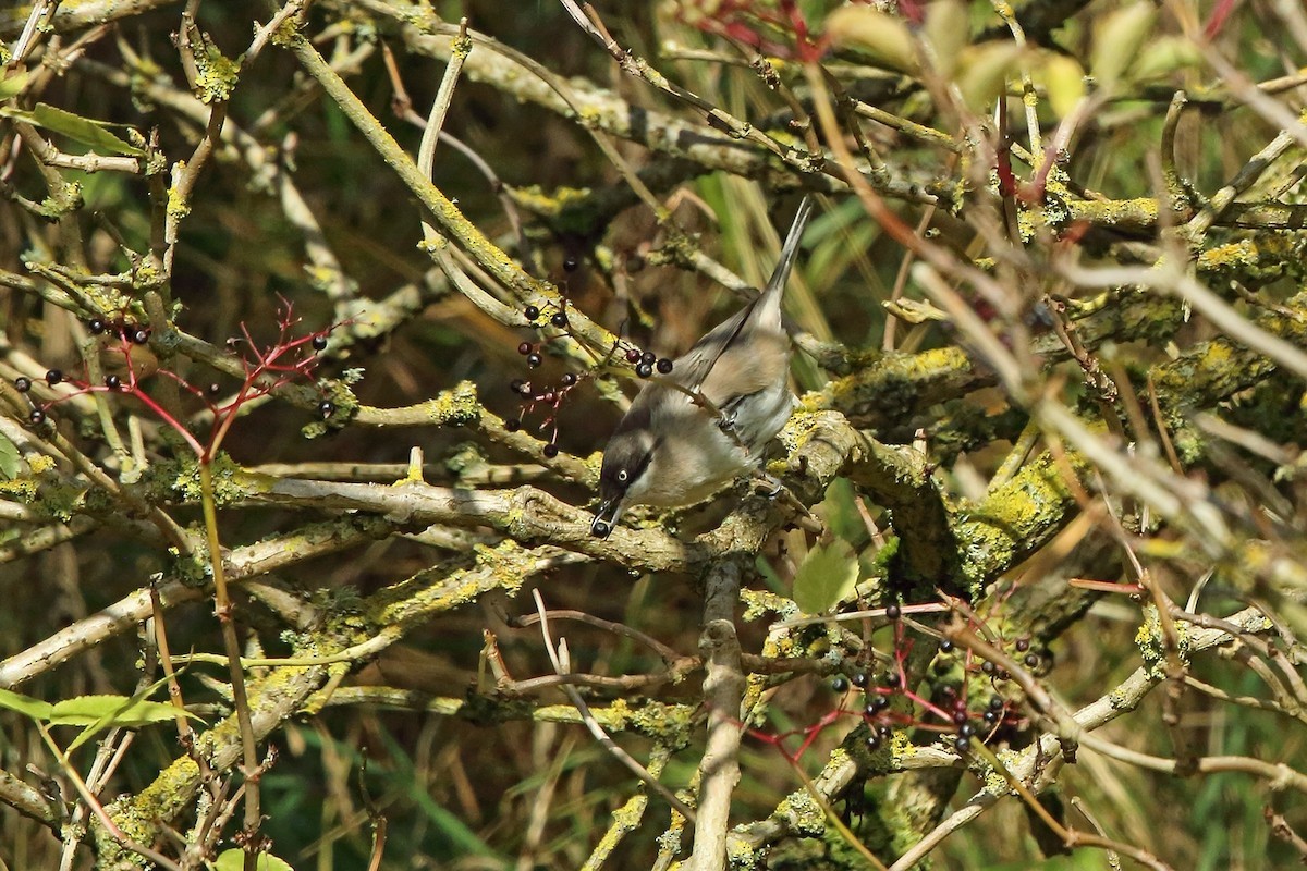 Curruca mirlona occidental (Curruca hortensis)