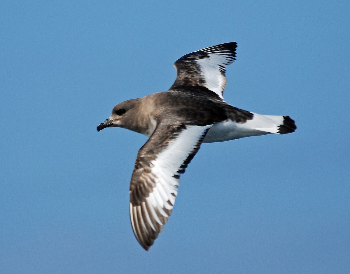 Antarctic Petrel (Thalassoica)