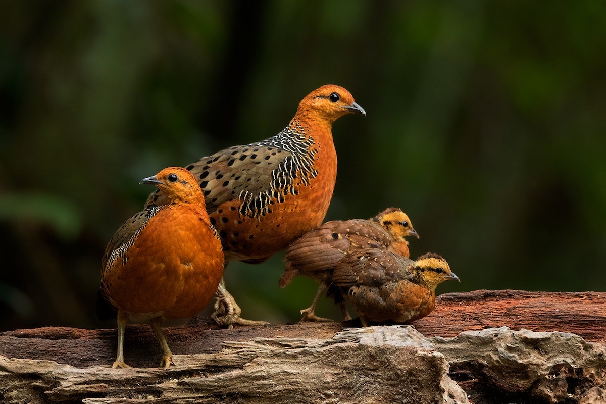 Ferruginous Partridge (Caloperdix oculeus)