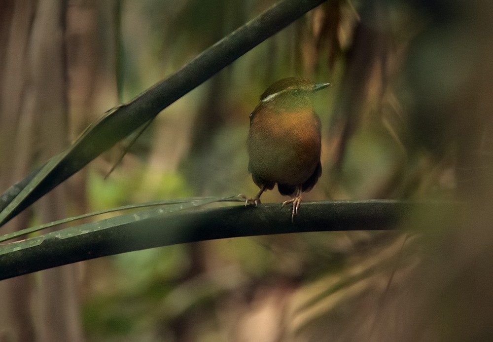 Gnateaters (Conopophaga)