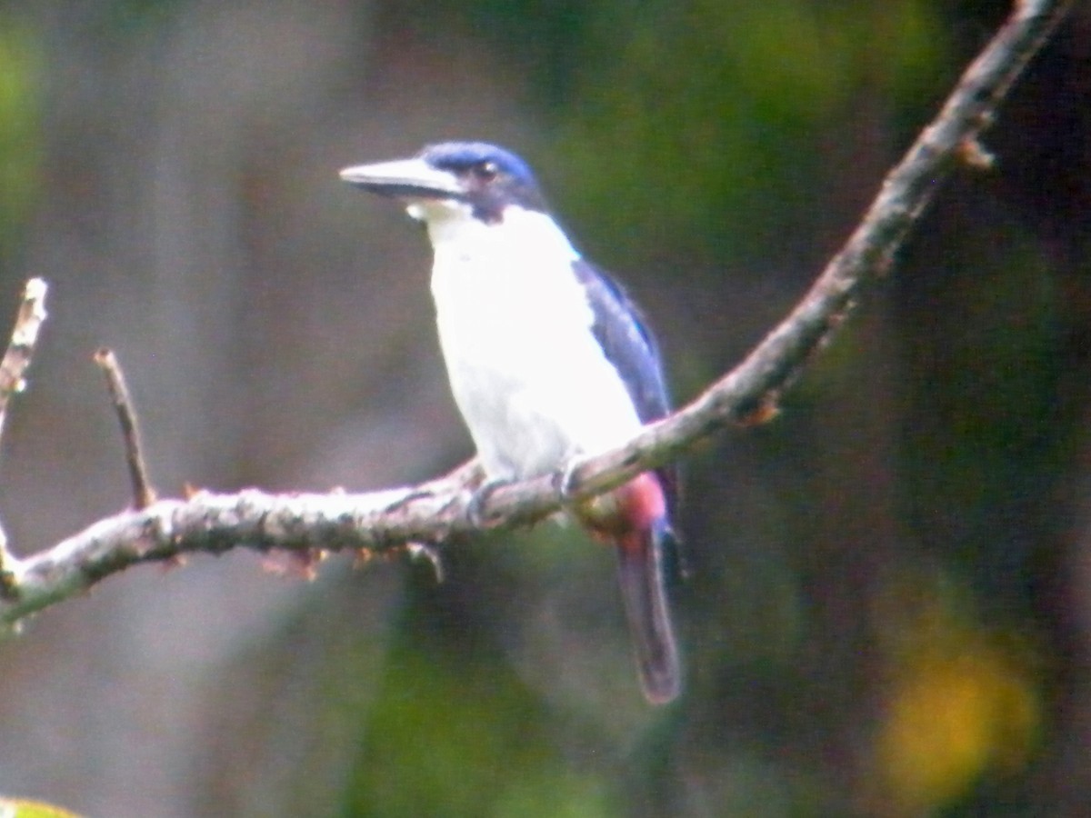 Ultramarine Kingfisher (Todiramphus leucopygius)