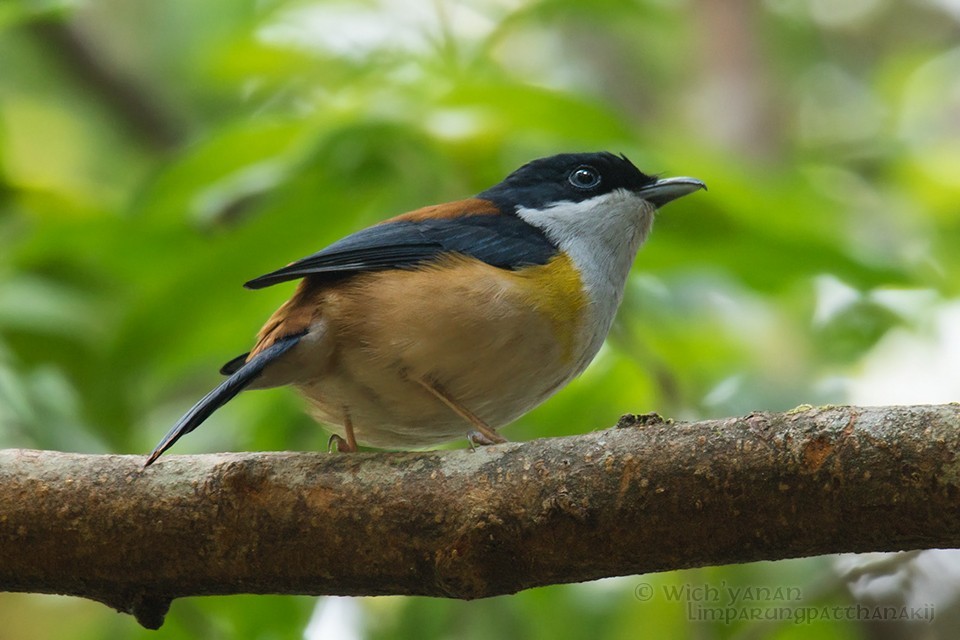 Shrike-babblers (Pteruthius)
