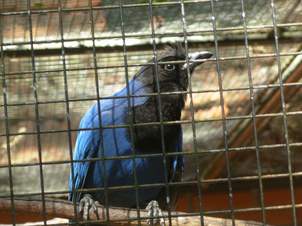 Cyanocorax caeruleus (Cyanocorax caeruleus)