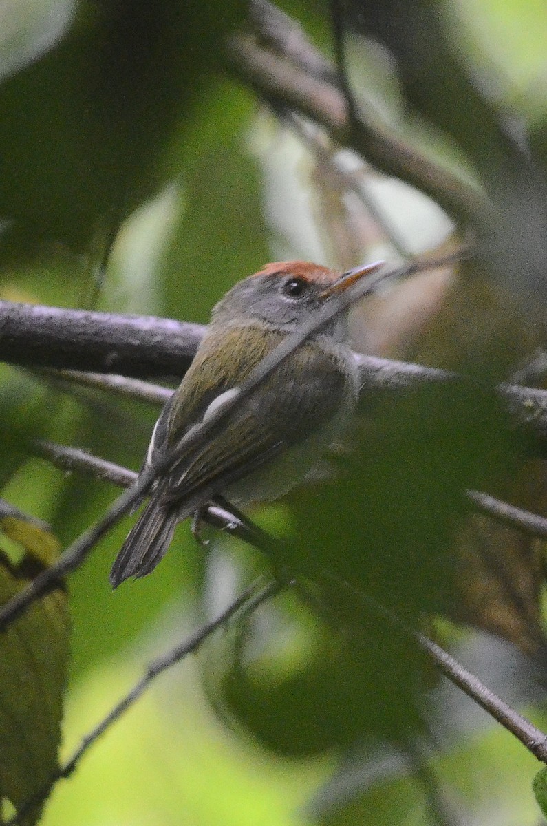 Poecilotriccus (Poecilotriccus)