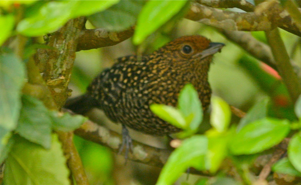 Large-tailed and Tufted Antshrikes (Mackenziaena)