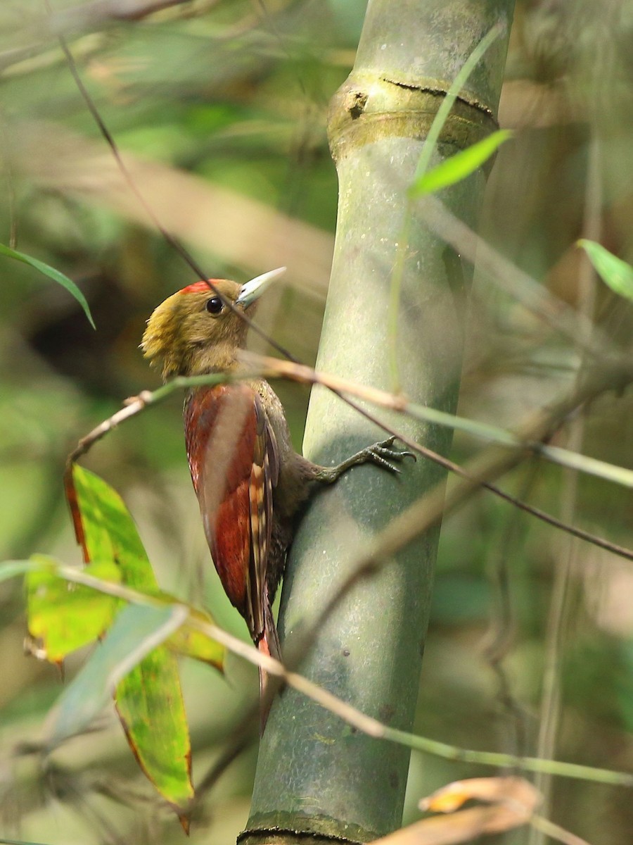 Pale-headed and Bamboo Woodpeckers (Gecinulus)
