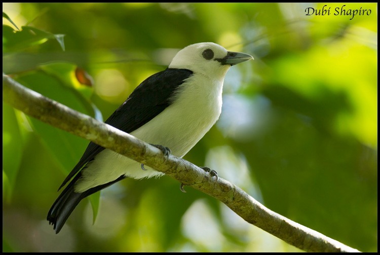 Vanga cabeciblanco (Artamella viridis)