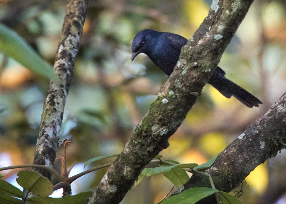 Stuhlmann's starling