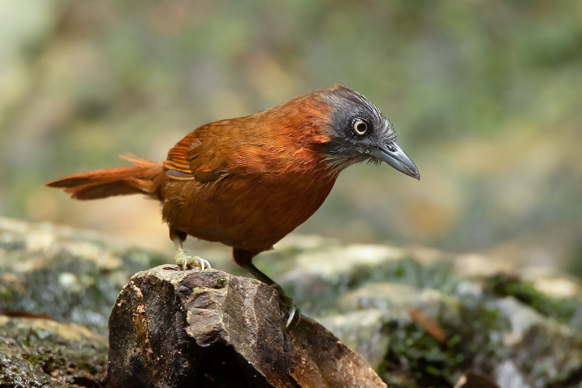 Timalí Cabecigrís (Stachyris poliocephala)