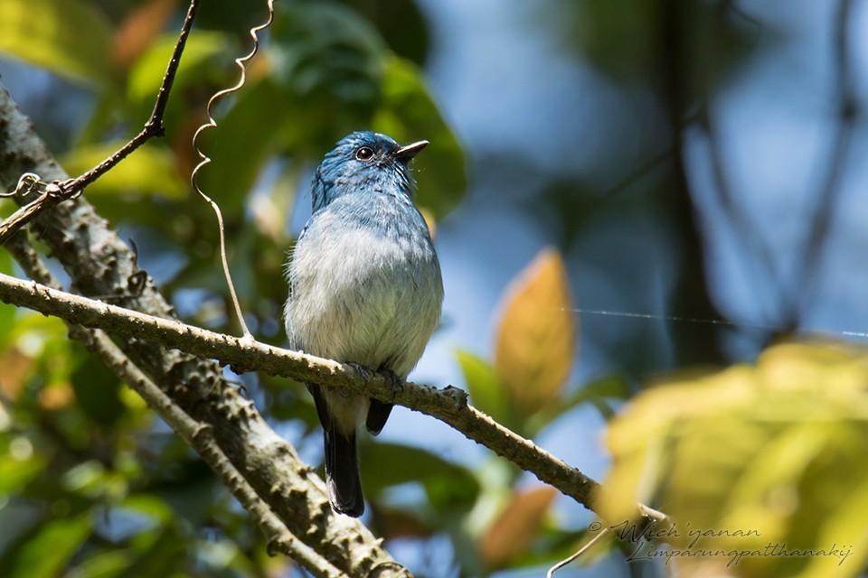 Indigo Flycatcher (Eumyias indigo)