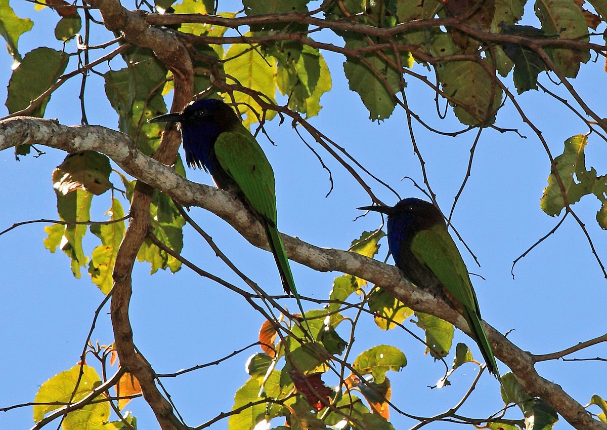 Purple-bearded Bee-eater (Meropogon forsteni)