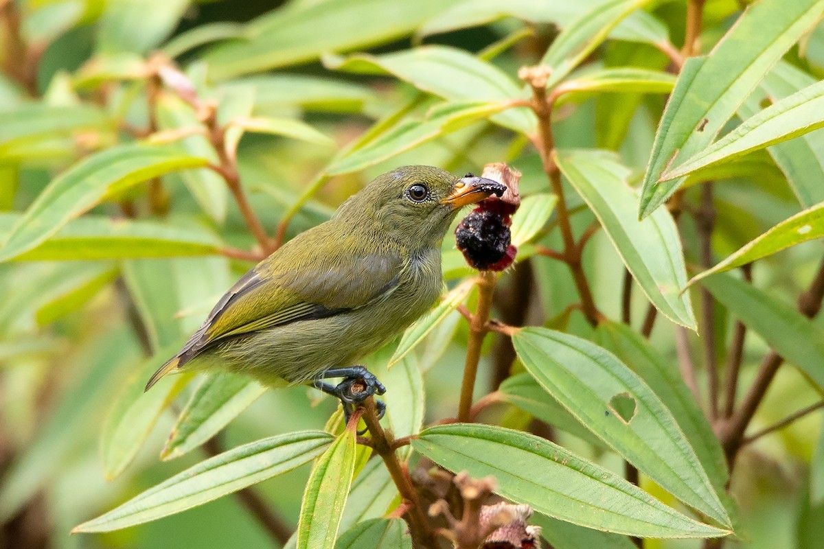 Prionochilus (Prionochilus)