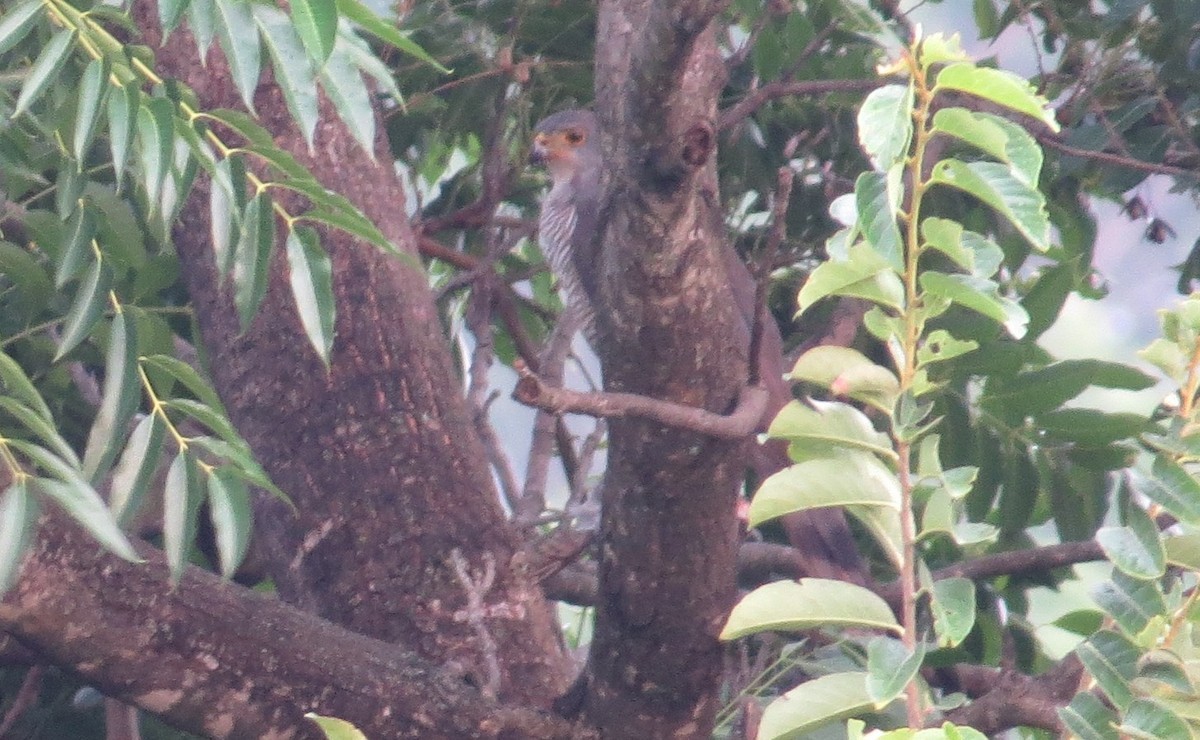 Ovambosperwer (Accipiter ovampensis)