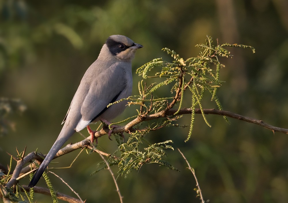 Grey Hypocolius (Hypocolius ampelinus)