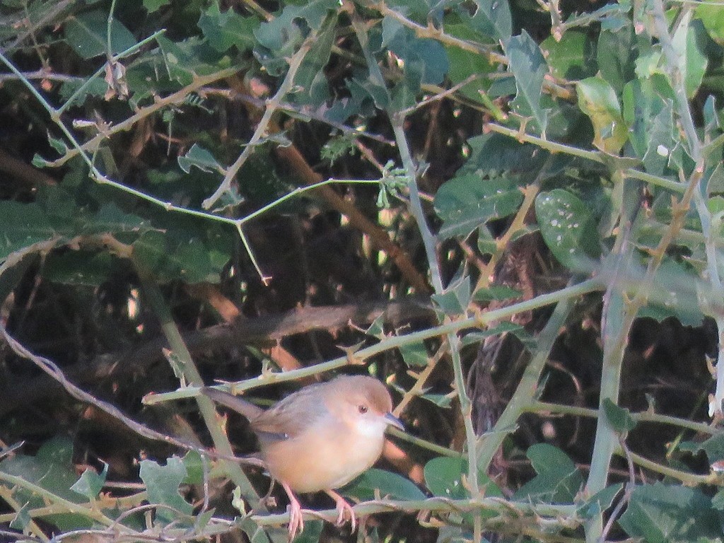 Red-faced Cisticola (Cisticola erythrops)