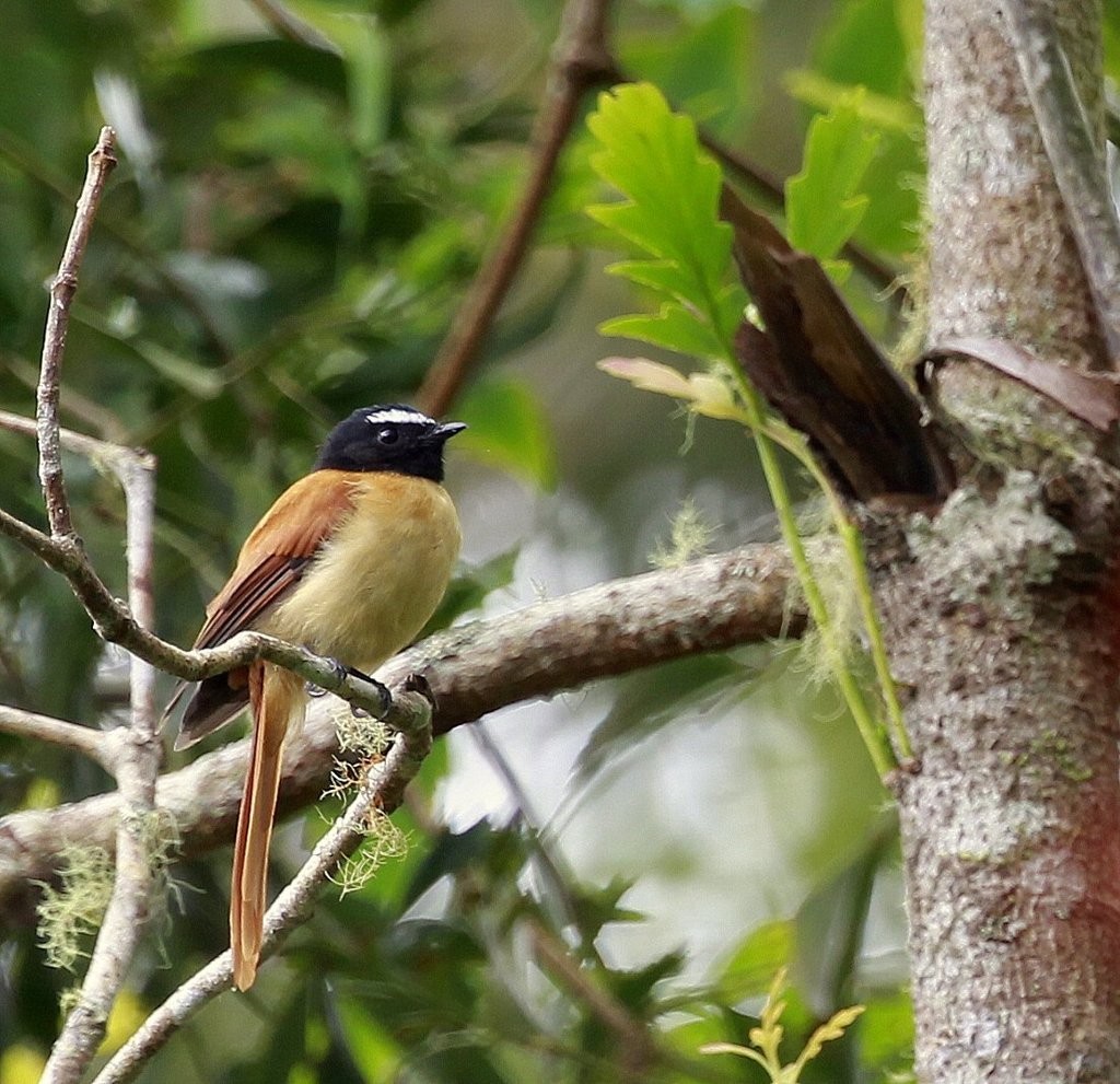 Mindanaowaaierstaart (Rhipidura nigrocinnamomea)