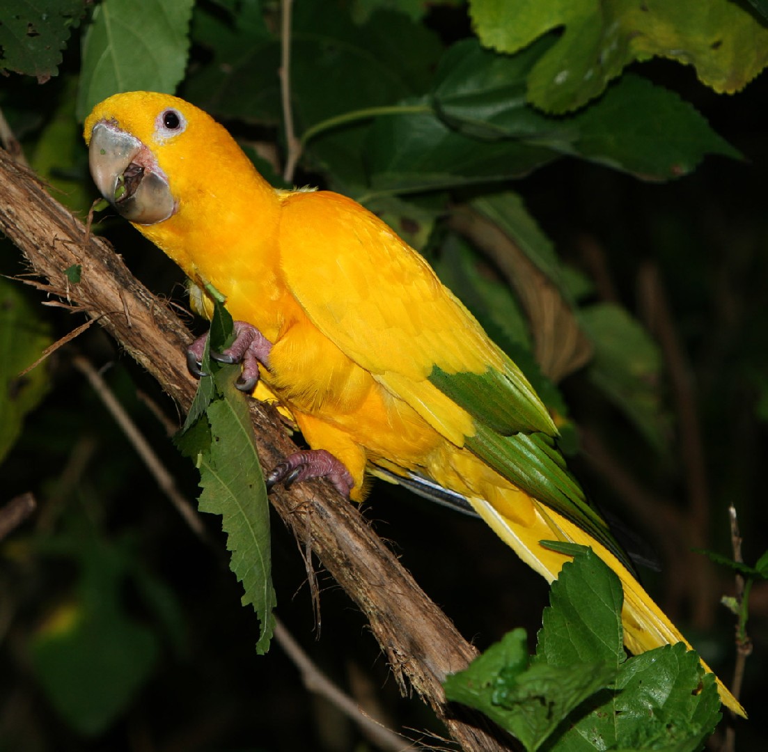 Goldsittich (Guaruba guarouba)