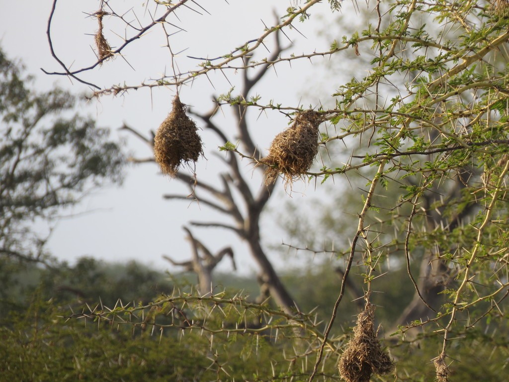 Ploceidae (Ploceidae)