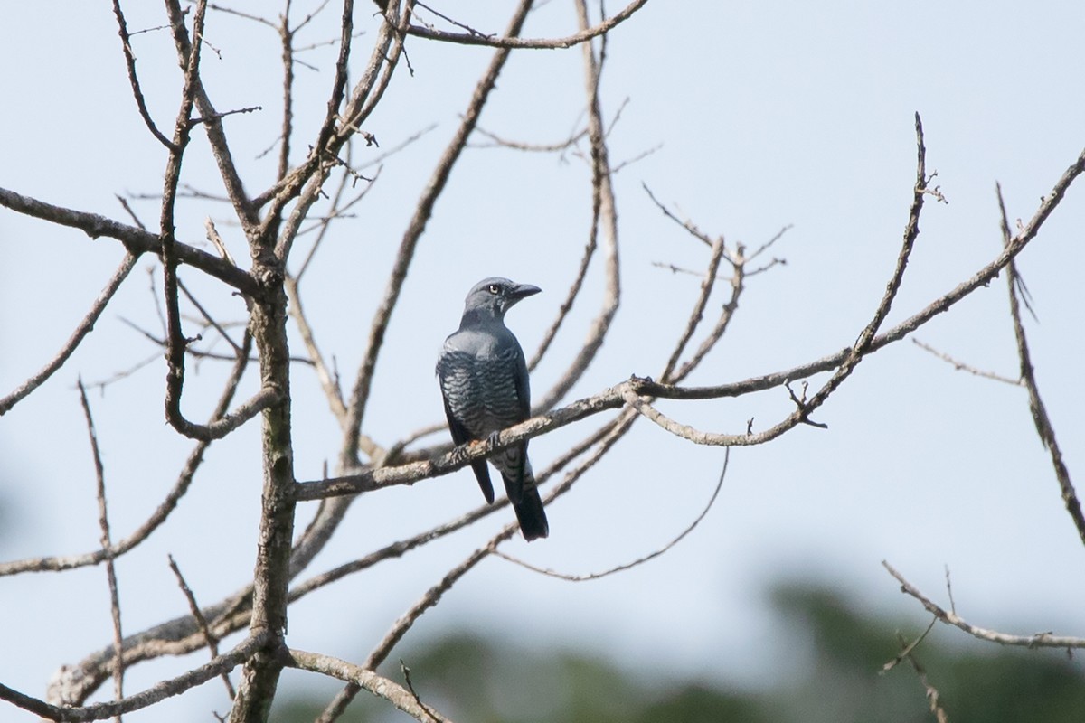 Bar-bellied Cuckooshrike (Coracina striata)
