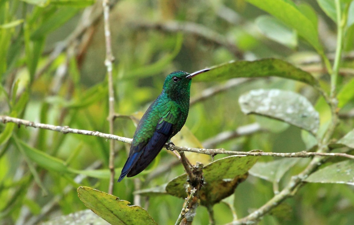 Amazilia verdiazul (Saucerottia saucerottei)