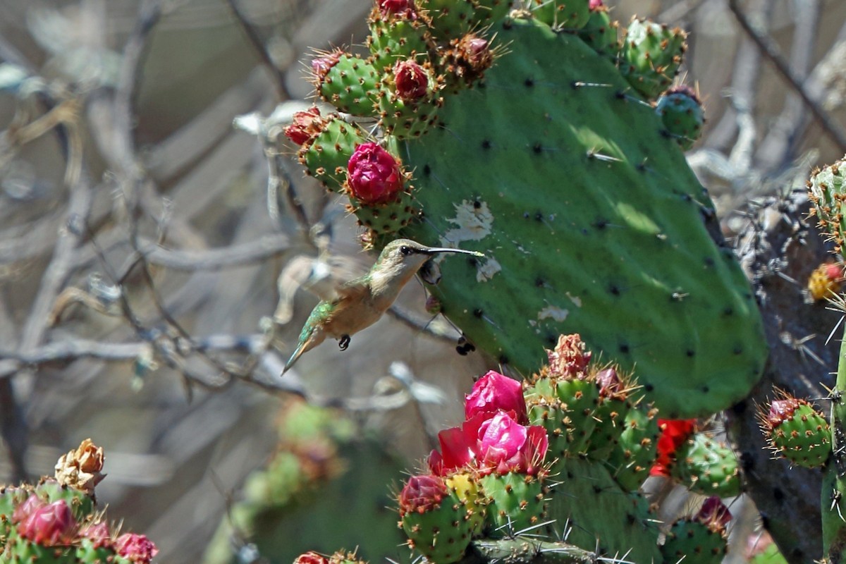 Colibrí Bonito (Calothorax pulcher)