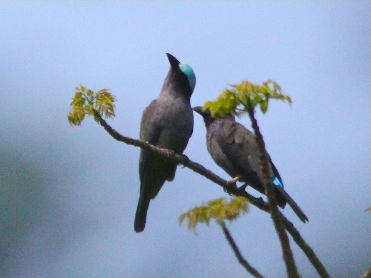 Carraca de Célebes (Coracias temminckii)