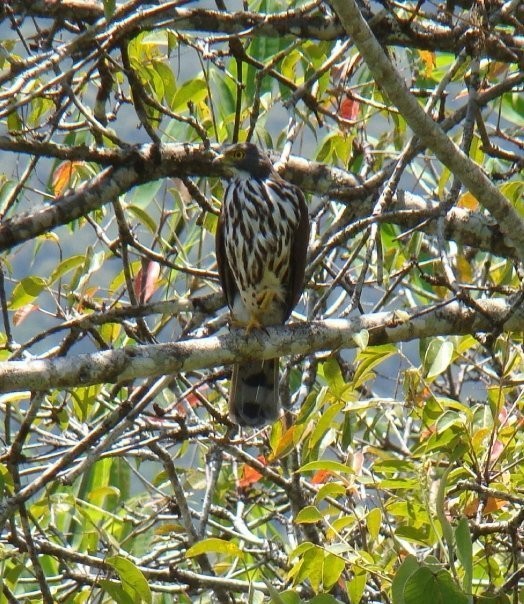 Astore di Sulawesi (Accipiter griseiceps)