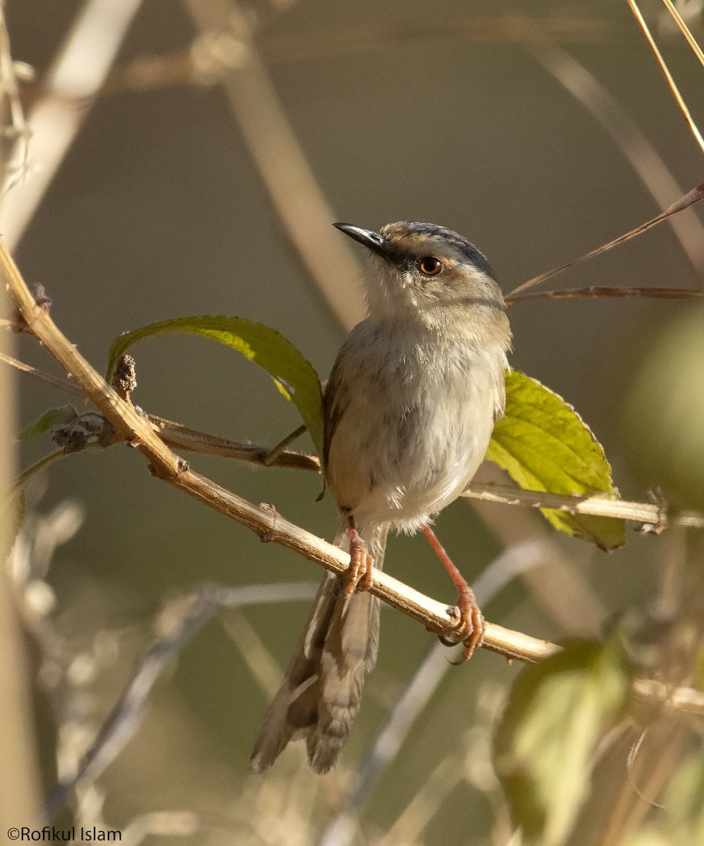 Prinia coronigrís (Prinia cinereocapilla)