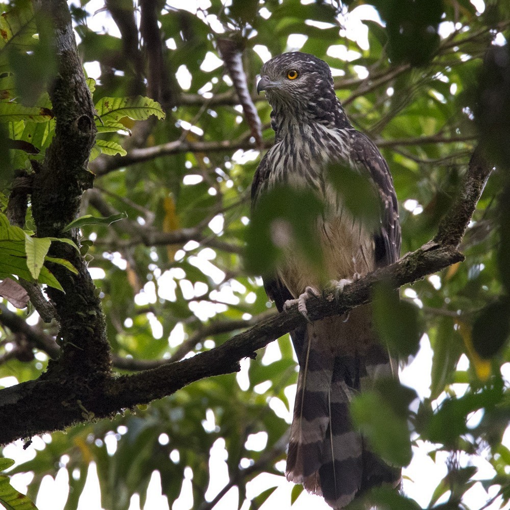 Henicopernis (Henicopernis)