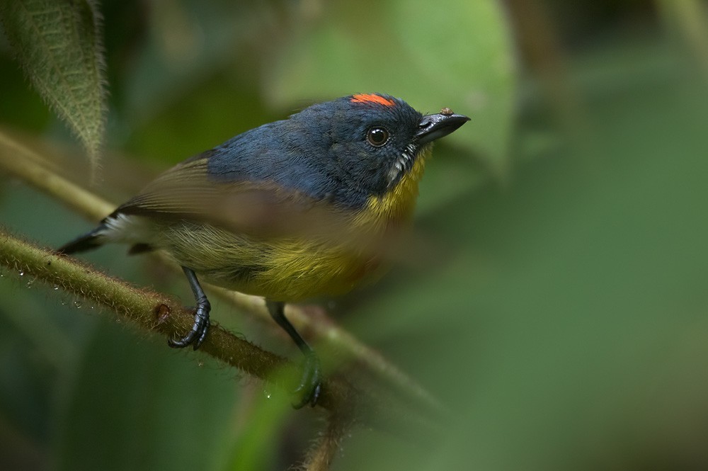 Mennigbrust-Mistelfresser (Prionochilus percussus)