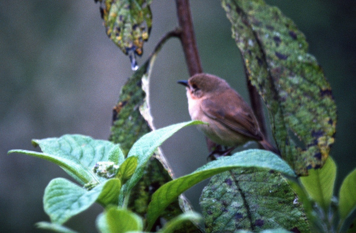 Certhidea (Certhidea)