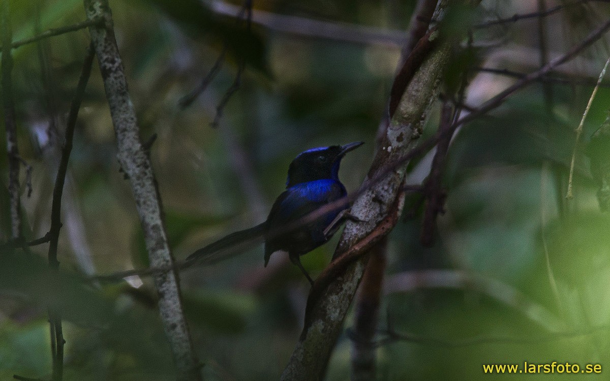 Maluro emperador (Malurus cyanocephalus)