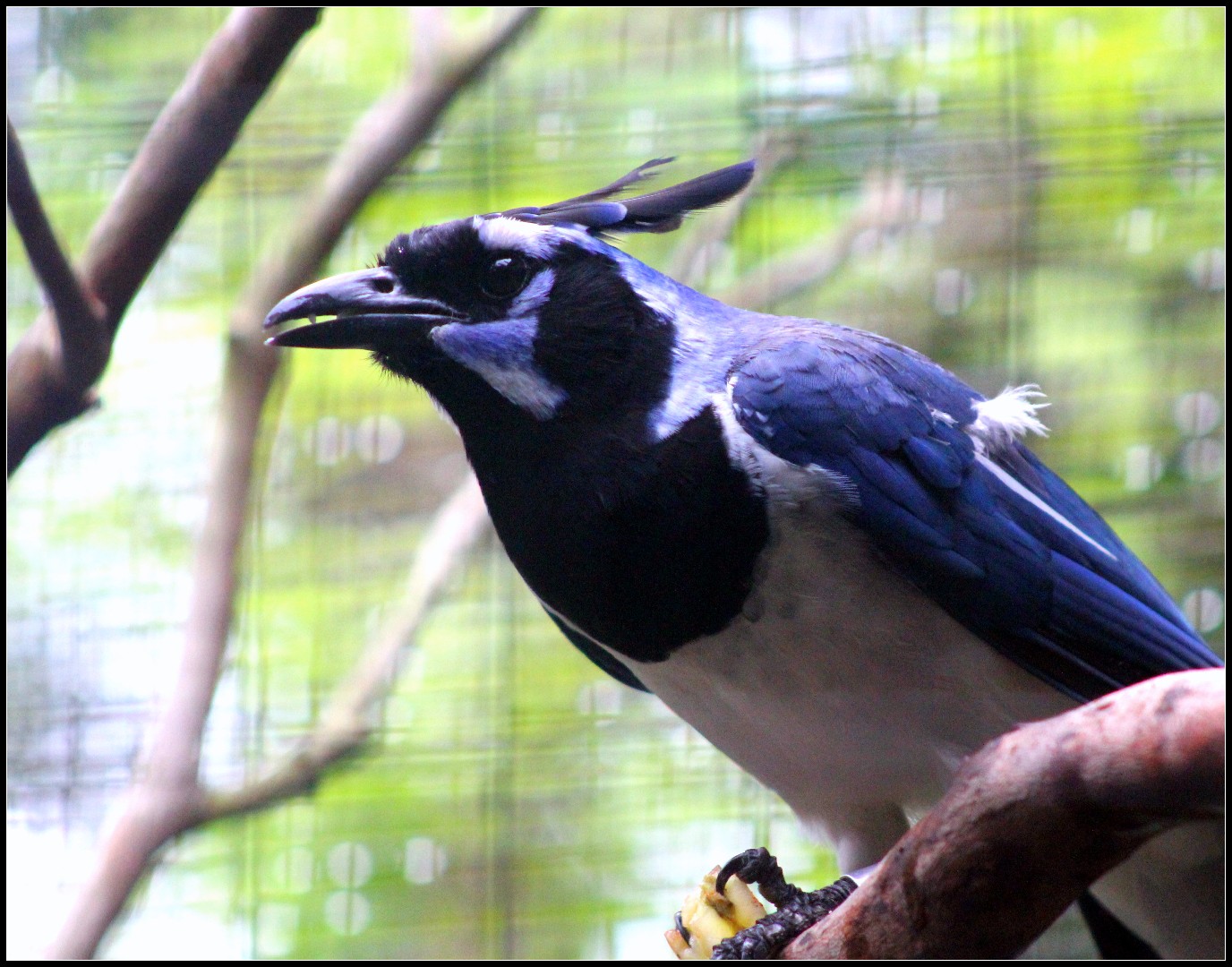 Calocitta colliei (Calocitta colliei)