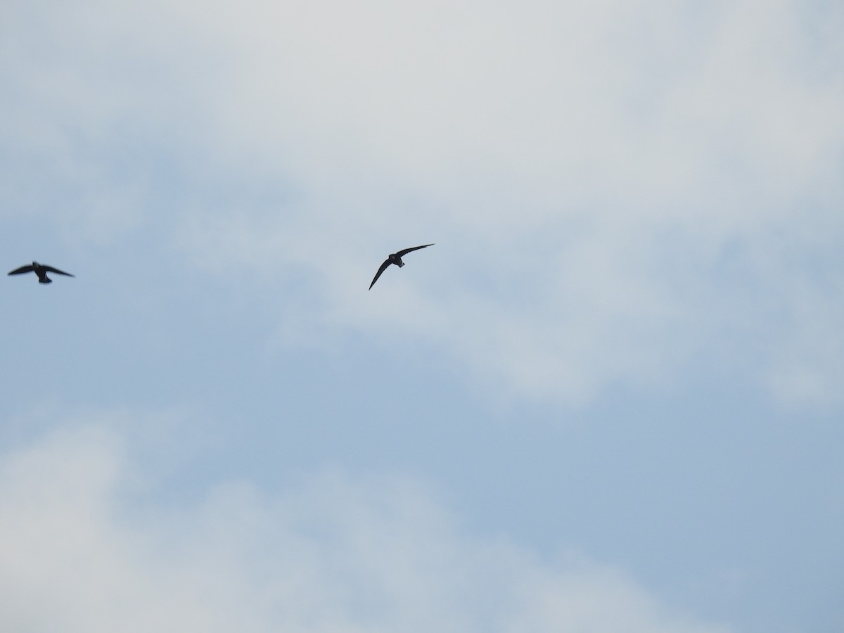 White-throated Needletail (Hirundapus caudacutus)